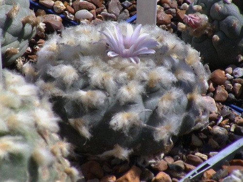 Lophophora williamsii El Huizache