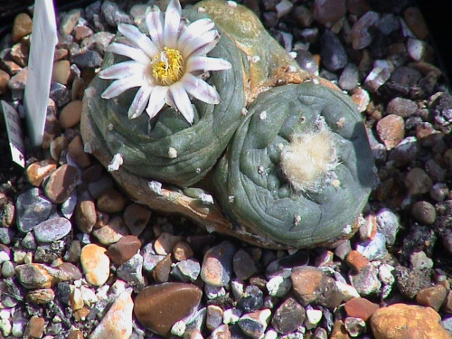 Lophophora sp_ San Francisco SLP