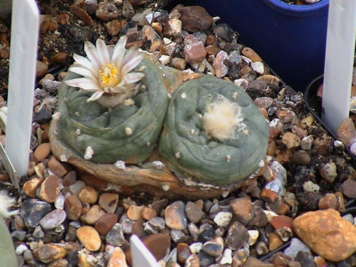 Lophophora sp_ San Francisco SLP