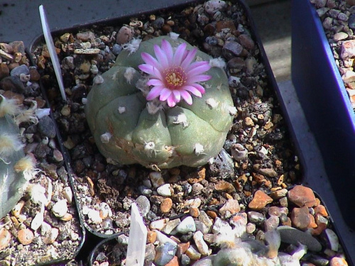 Lophophora williamsii v.friccii