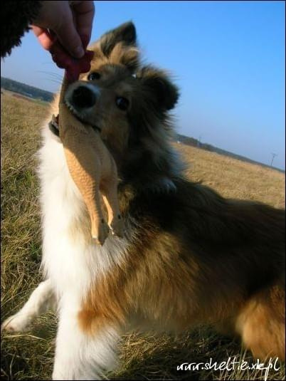 #sheltie