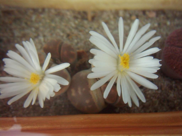 Lithops #LithopsŻyweKamienieKwiat