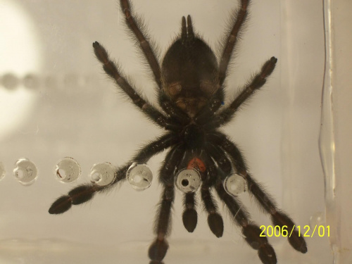 Psalmopoeus Cambridgei ustalenie Płci