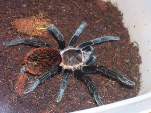 Brachypelma epicureanum (Lewisa)