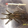 [Psalmopoeus Cambridgei] rozpoznawanie płci