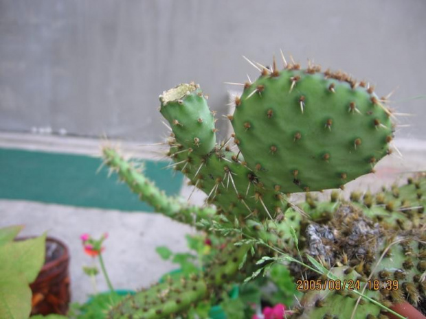 Opuntia "komanczowa"