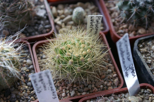 Matucana weberbaueri