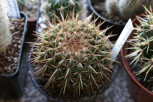 Notocactus