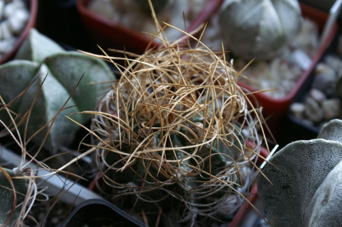 Astrophytum senile