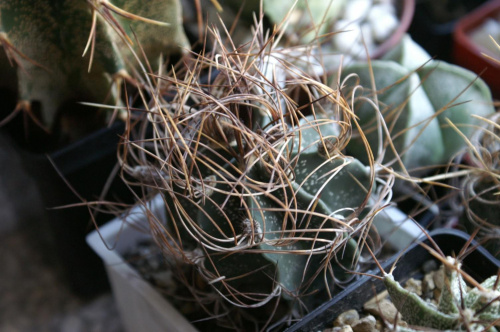 Astrophytum senile