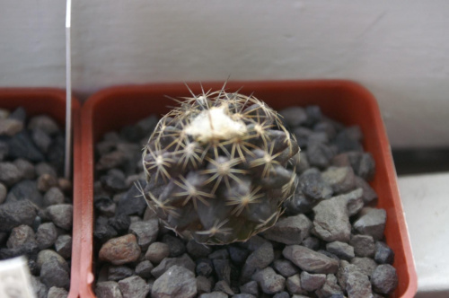 Copiapoa humilis