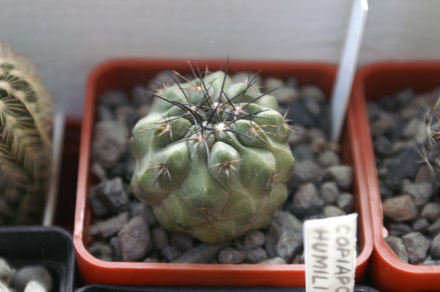 Copiapoa cinerea ssp. gigantea