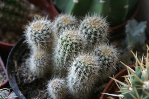 Echinopsis