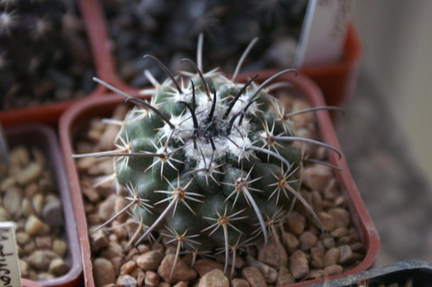 Parodia sp.