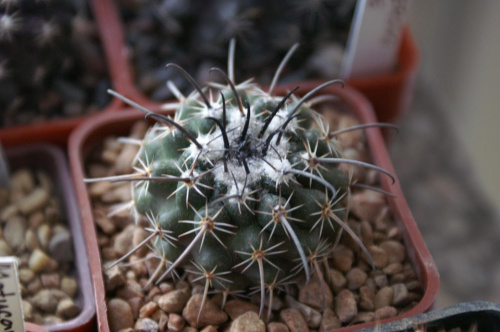 Parodia sp.