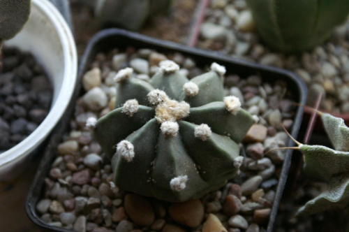 Astrophytum hybryd