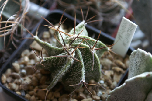 Astrophytum ornatum