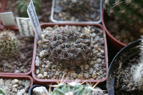 Gymnocalycium