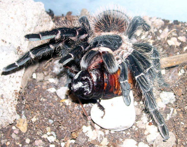 Lasiodora parhybana