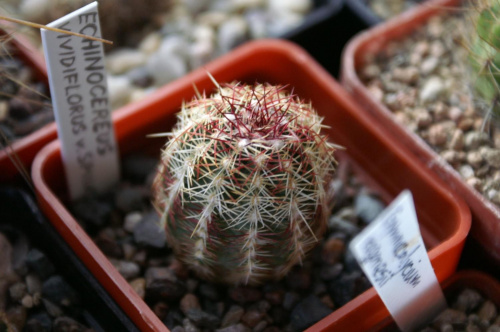 Echinocereus viridiflorus v. spinosior