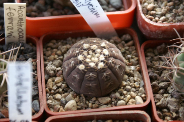 Gymnocalycium ragonesei