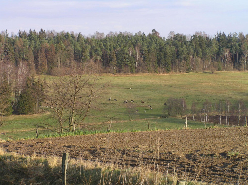 Dolina Słupiny - 6 grudnia a krowy na pastwisku :)