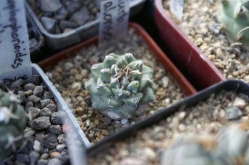 Turbinicarpus alonsoi