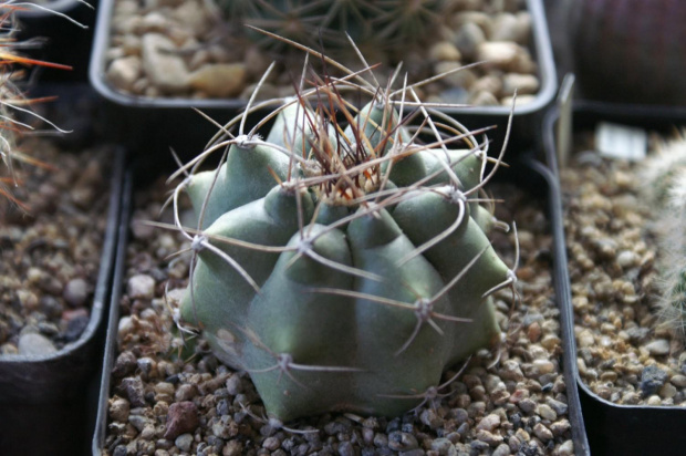 Matucana paucicostata