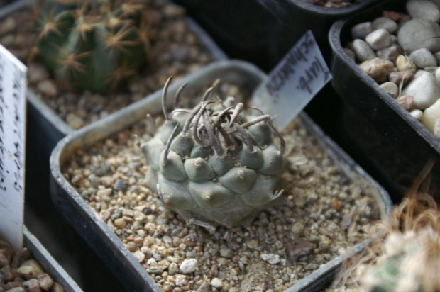 Turbinicarpus schwarzii