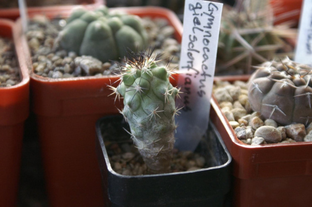 Gymnocactus gialsclorfianus