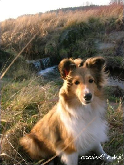 #sheltie #OwczarekSzetlandzki