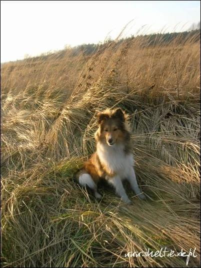 #sheltie #OwczarekSzetlandzki