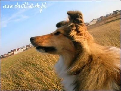 #sheltie #OwczarekSzetlandzki