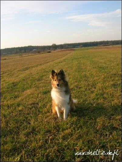 #sheltie #OwczarekSzetlandzki