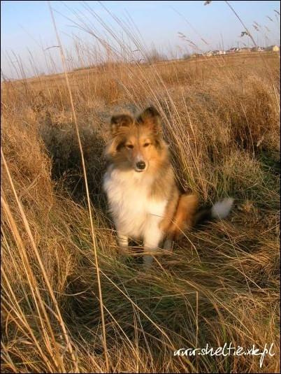 #sheltie #OwczarekSzetlandzki