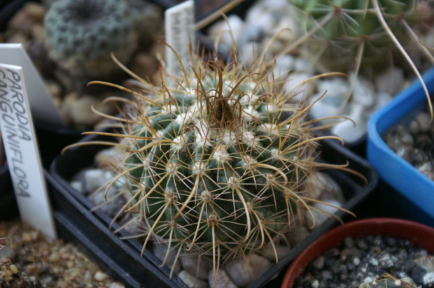 Parodia marianana