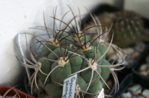 Gymnocalycium saglione