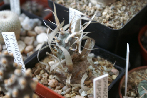 Tephrocactus articulatus var. papyracanthus