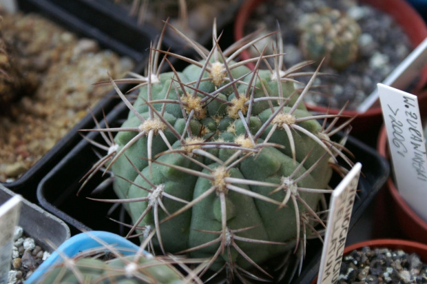 Gymnocalycium sp.