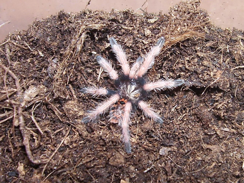 Chromatopelma cyaneopubescens