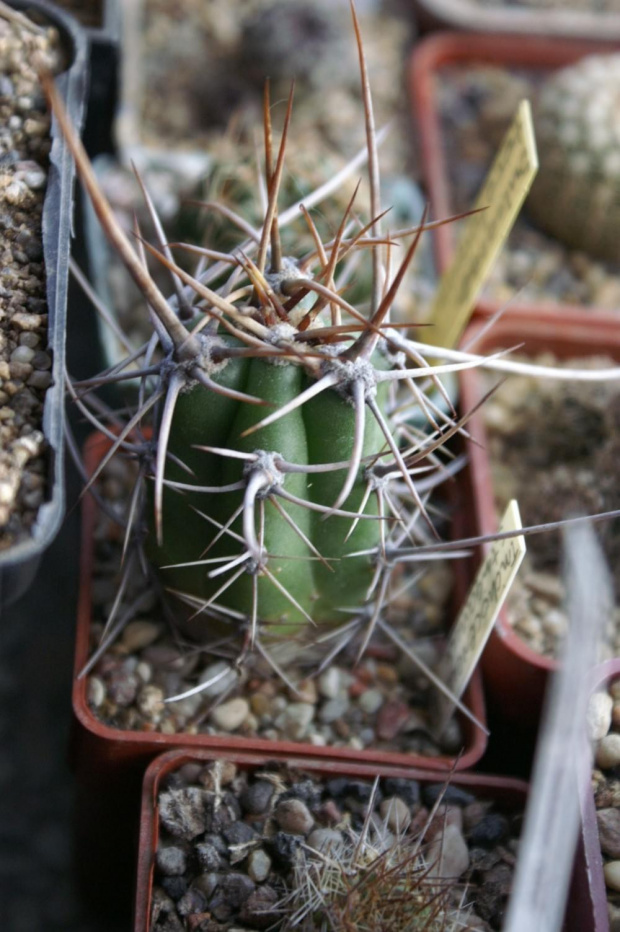 Trichocereus striganus