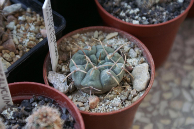 Gymnocalycium vatteri