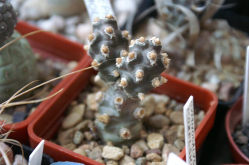 Tephrocactus molinensis