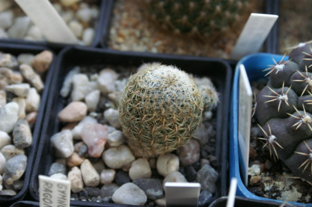 Sulcorebutia mizquensis