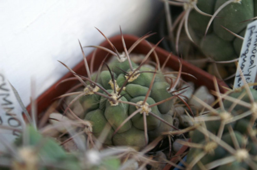 Gymnocalycium saglione