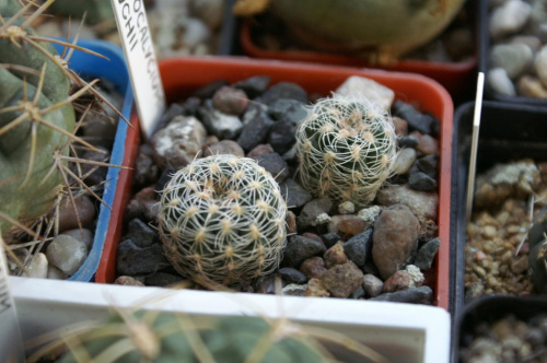 Gymnocalycium bruchii