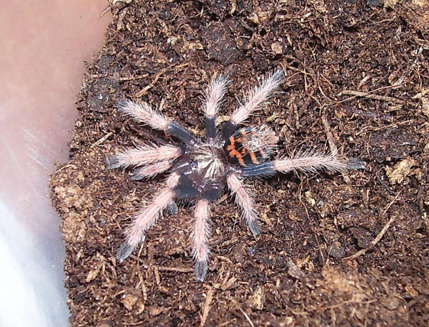 Chromatopelma cyaneopubescens