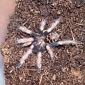 Chromatopelma cyaneopubescens