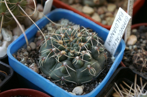 Gymnocalycium baldianum