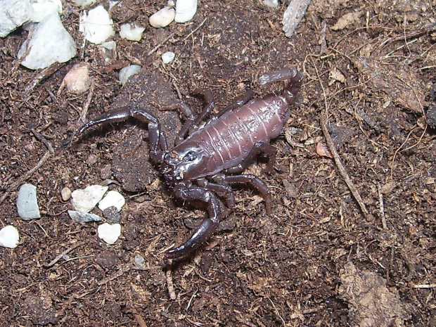 Heterometrus sp. java